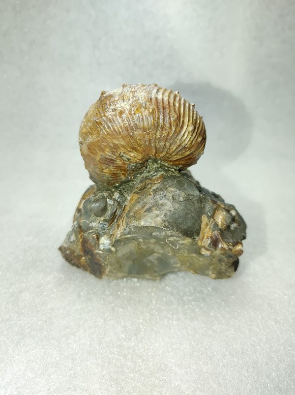 Montana Fossil Ammonite #6 - Image 2