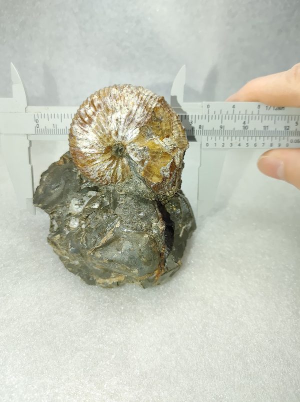 Montana Fossil Ammonite #6 - Image 3