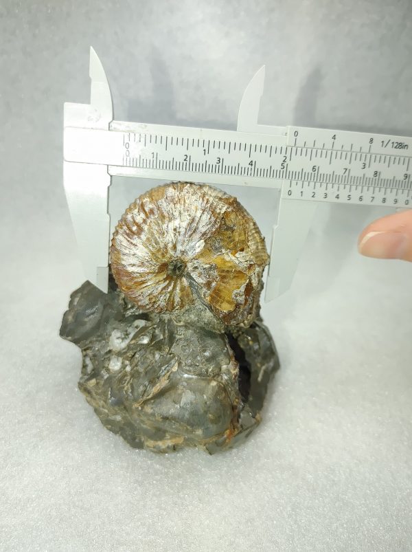 Montana Fossil Ammonite #6 - Image 4