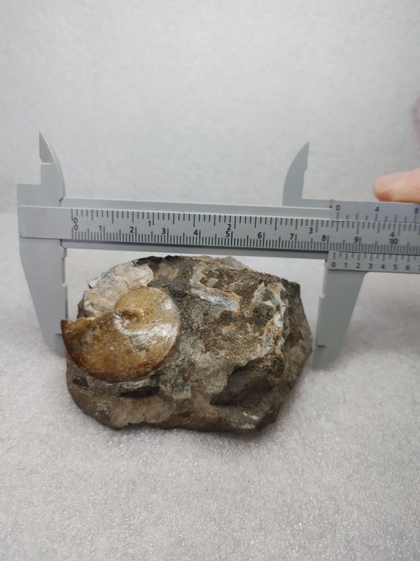 Genuine Cretaceous Age South Dakota Ammonite Fossil for Sale #5a