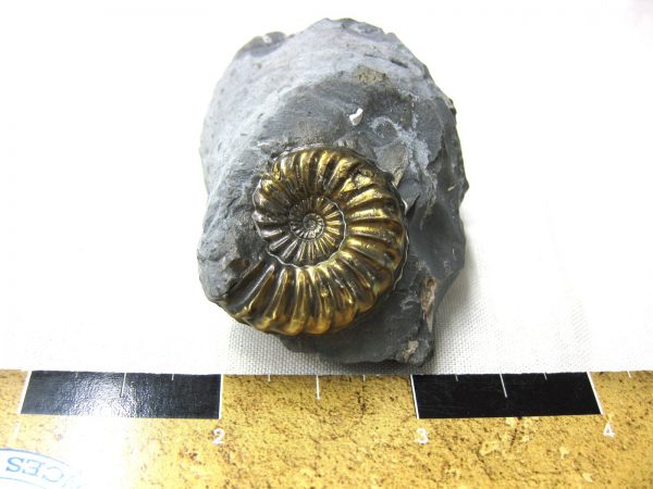 German Pleuroceras Ammonite #12 - Image 2