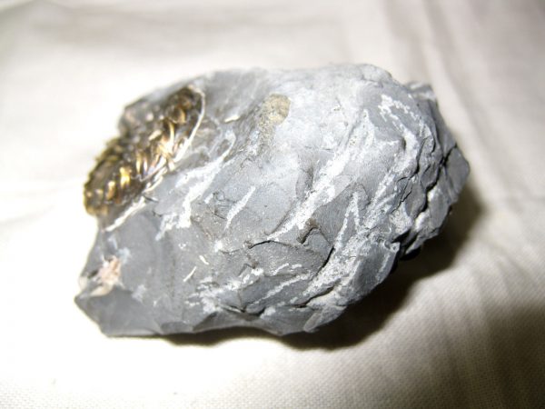 German Pleuroceras Ammonite #12 - Image 5