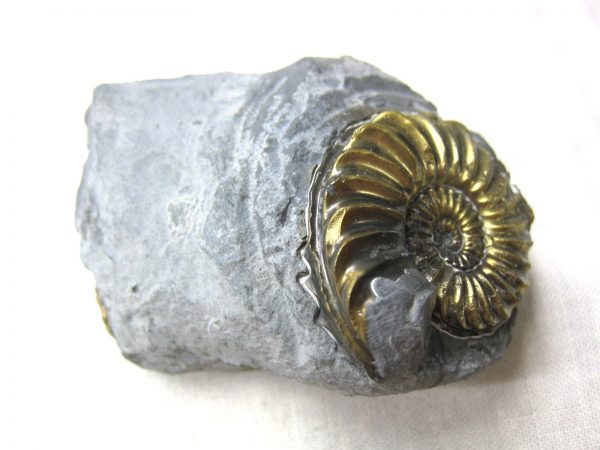 German Pleuroceras Ammonite #12 - Image 4