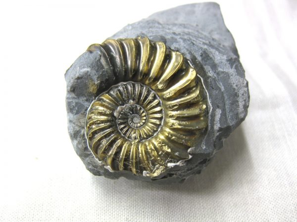 German Pleuroceras Ammonite #12 - Image 3
