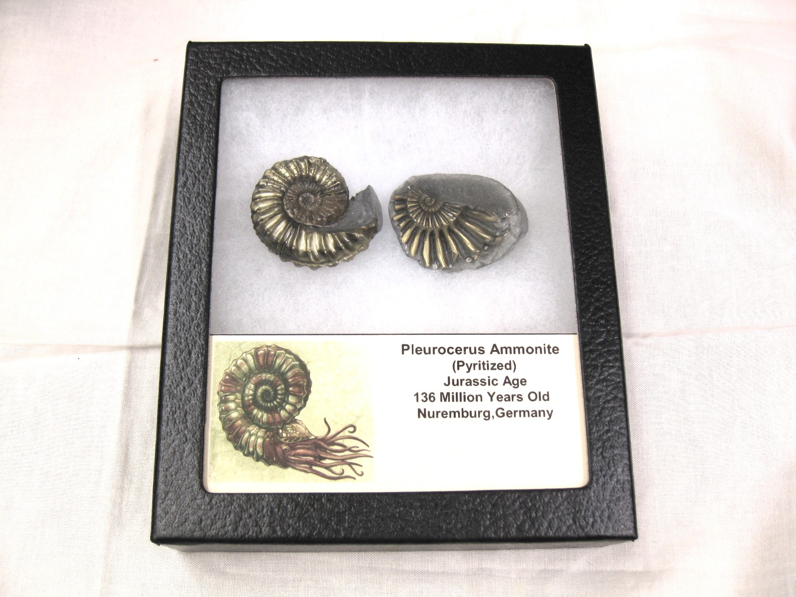 german-jurassic-pyritized-pleucerus-ammonite-8.jpg | Fossils for Sale