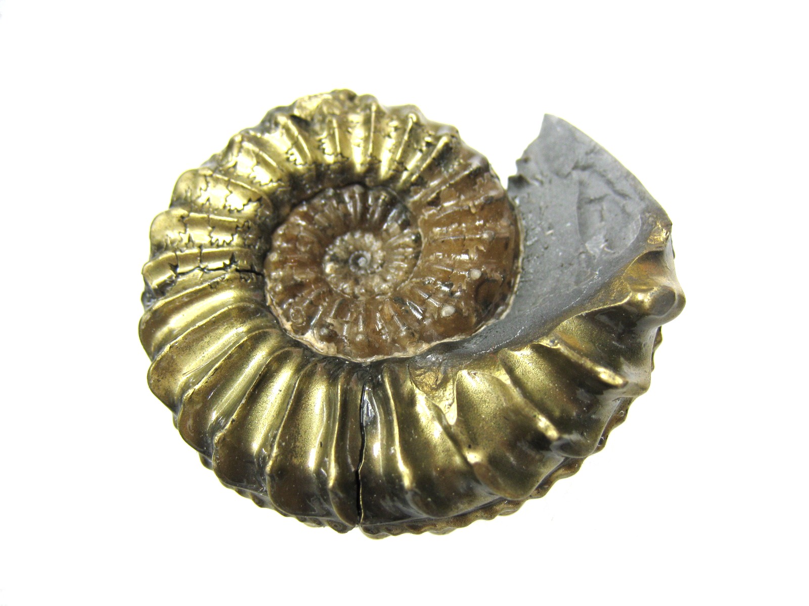 german-jurassic-pyritized-pleucerus-ammonite-8b.jpg | Fossils for Sale