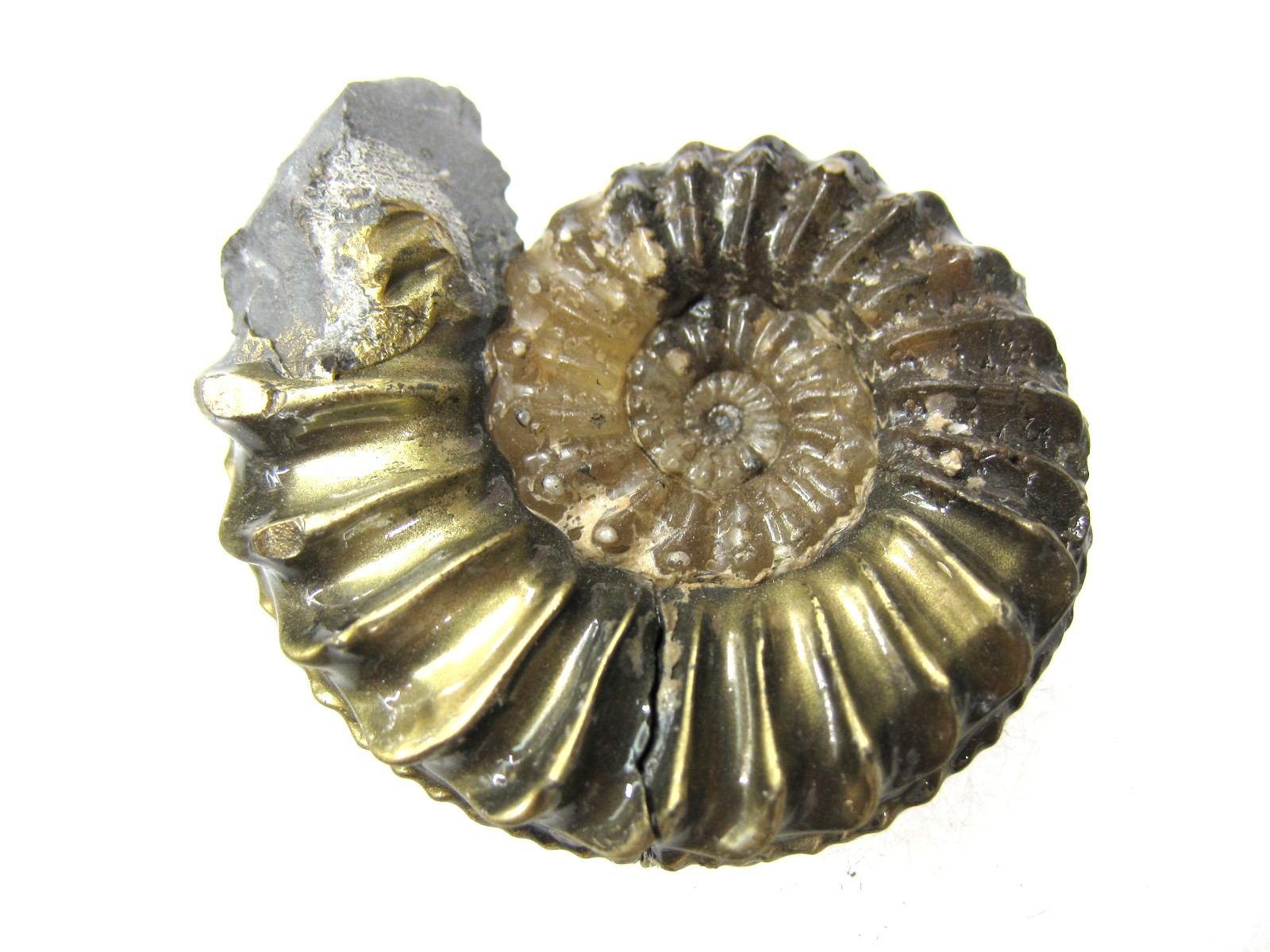 german-jurassic-pyritized-pleucerus-ammonite-8c.jpg | Fossils for Sale