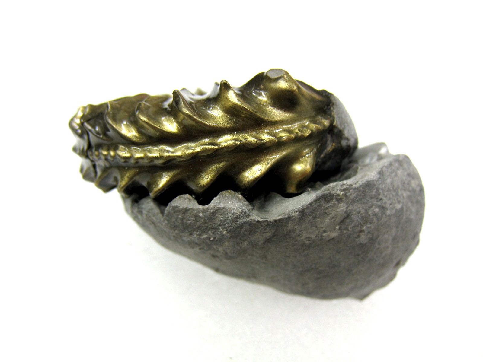 german-jurassic-pyritized-pleucerus-ammonite-8e.jpg | Fossils for Sale