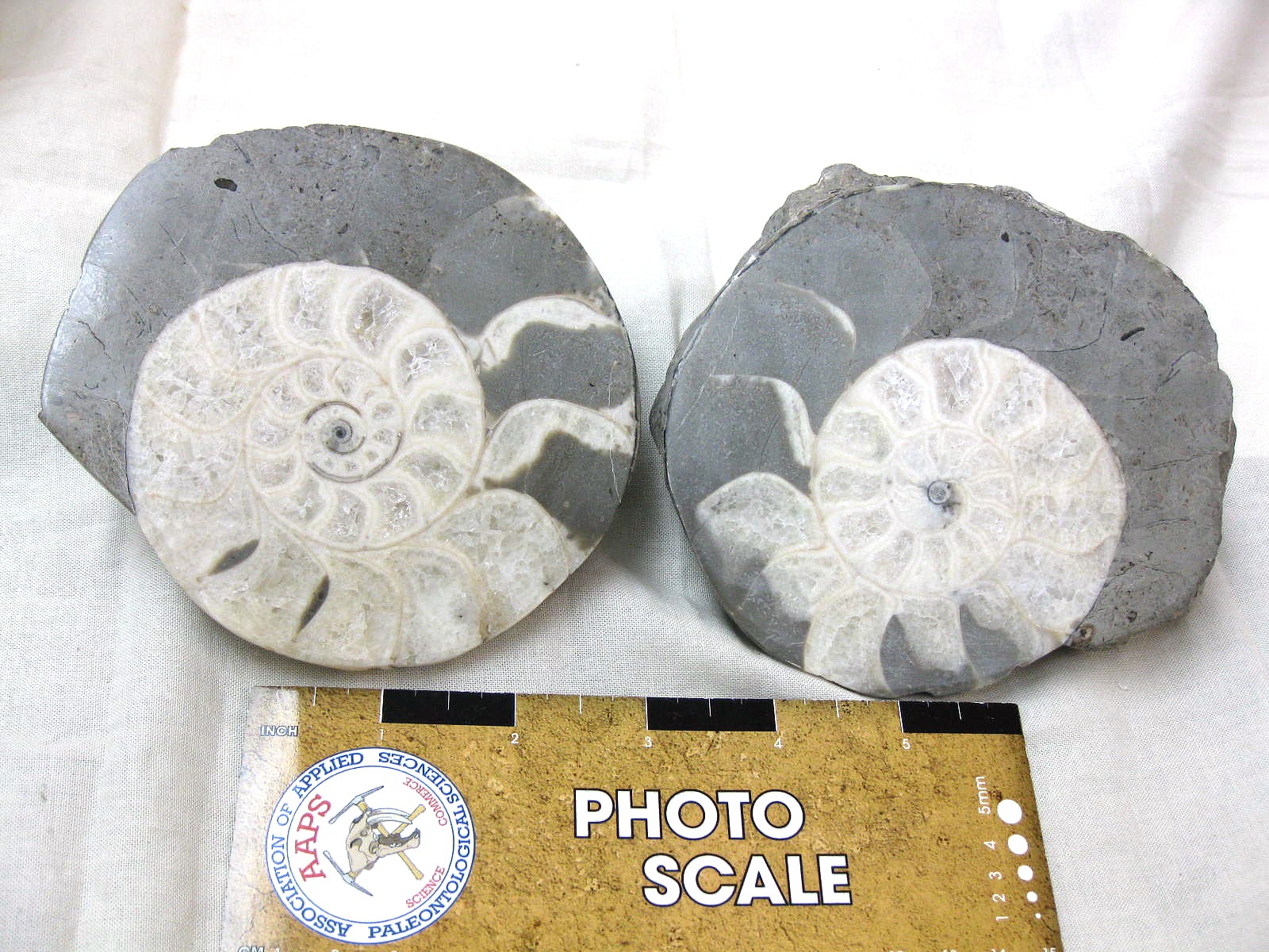 indonesia-triassic-Kasmirites-ammonite-pair-7.jpg | Fossils for Sale