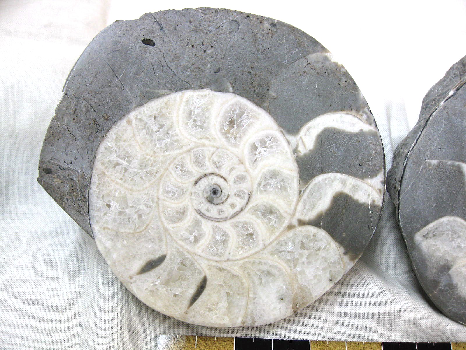 indonesia-triassic-Kasmirites-ammonite-pair-7a.jpg | Fossils for Sale