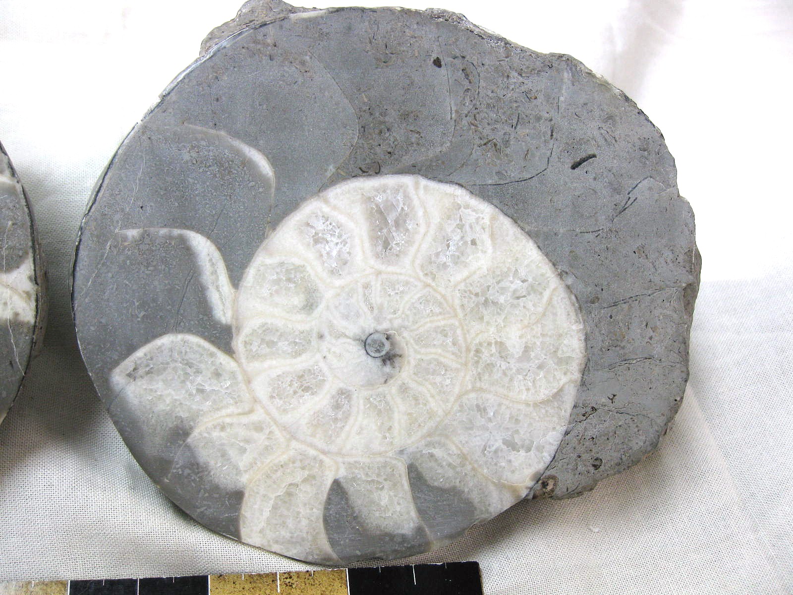 indonesia-triassic-Kasmirites-ammonite-pair-7c.jpg | Fossils for Sale