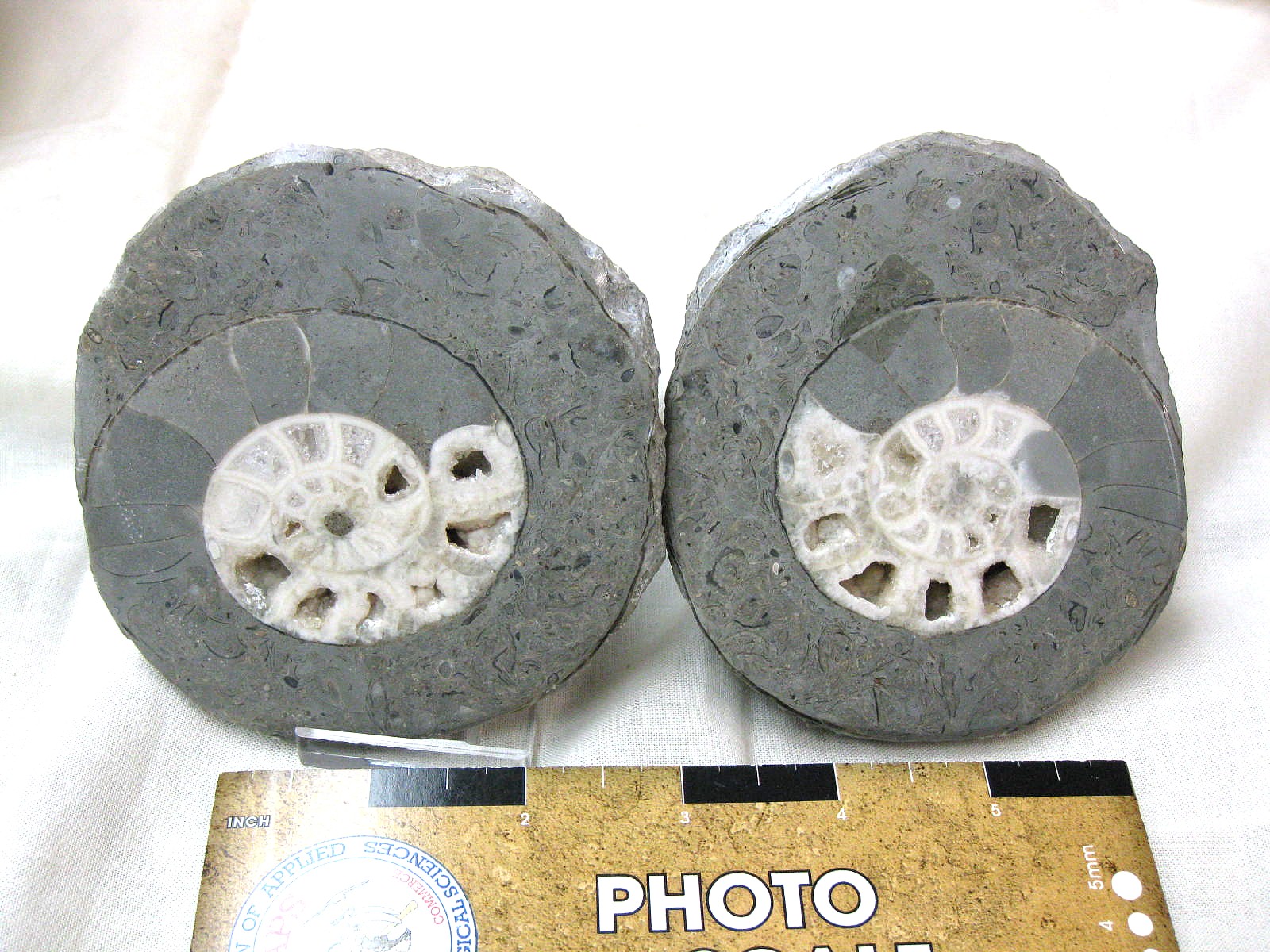 indonesia-triassic-Kasmirites-ammonite-pair-8.jpg | Fossils for Sale