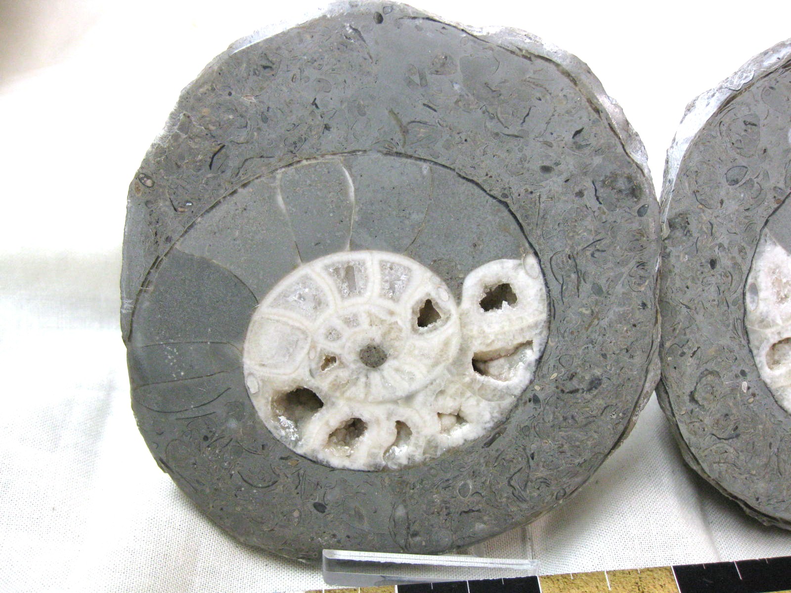 indonesia-triassic-Kasmirites-ammonite-pair-8a.jpg | Fossils for Sale