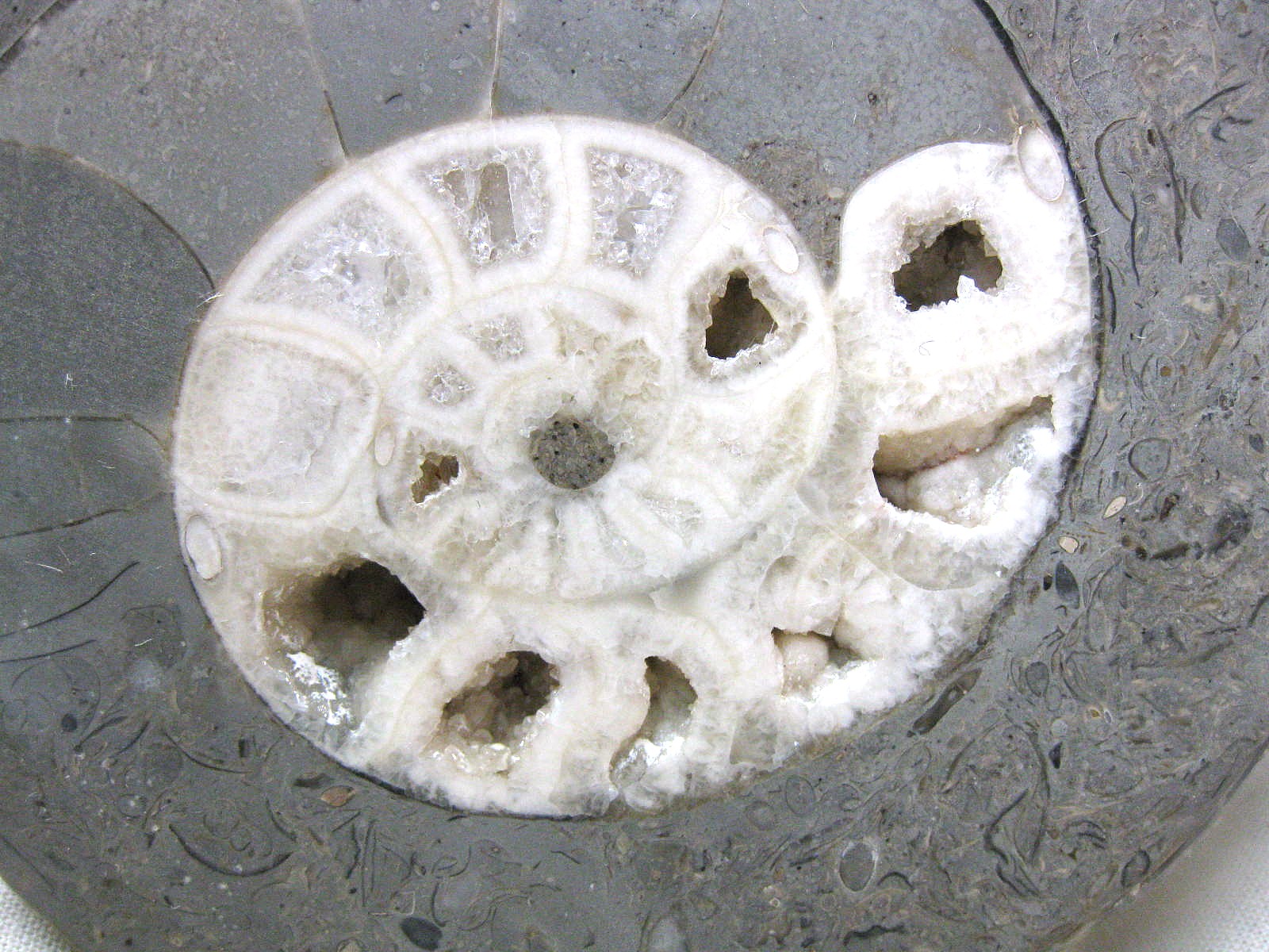 indonesia-triassic-Kasmirites-ammonite-pair-8b.jpg | Fossils for Sale