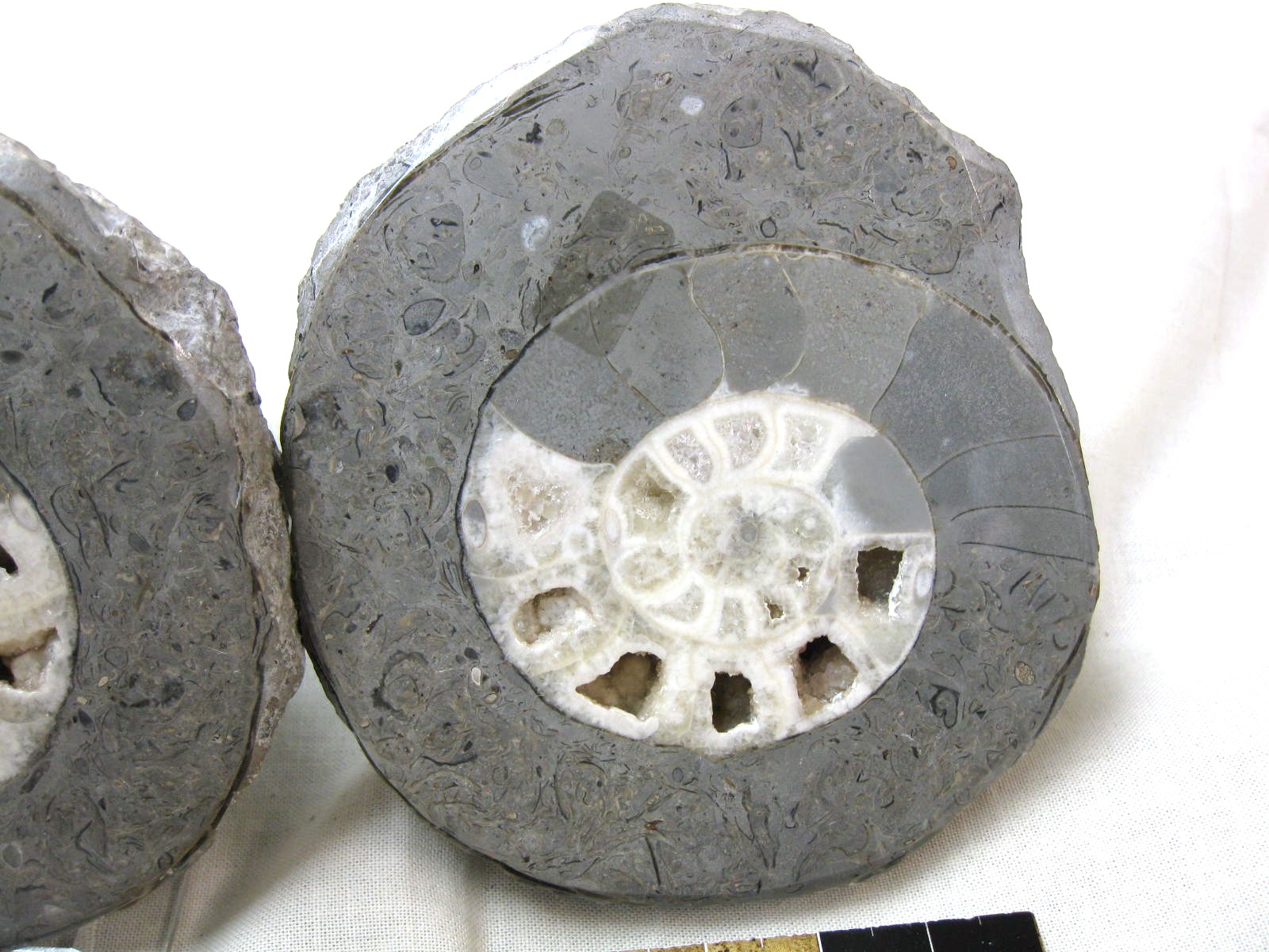 indonesia-triassic-Kasmirites-ammonite-pair-8c.jpg | Fossils for Sale