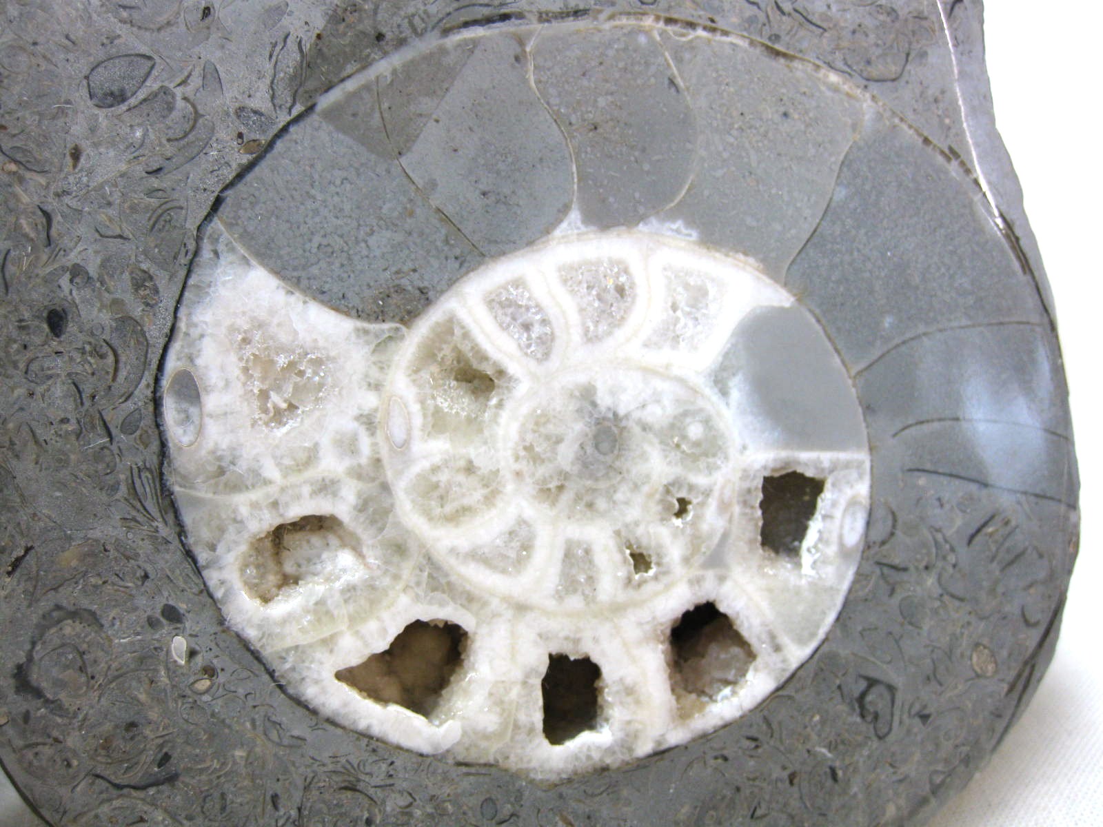 indonesia-triassic-Kasmirites-ammonite-pair-8d.jpg | Fossils for Sale