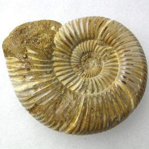 Genuine Jurassic Age Perisphinctes Ammonite Fossil for Sale from Madagascaar #10