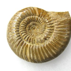 Genuine Jurassic Age Perisphinctes Ammonite Fossil for Sale from Madagascaar #13