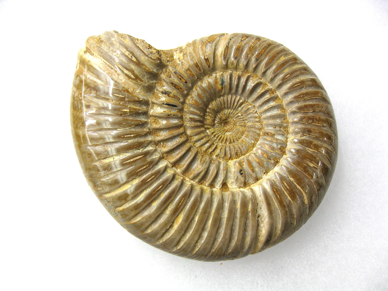 jurassic-madagascar-perisphinctes-ammonite-13a.jpg | Fossils for Sale Genuine Jurassic Age Perisphinctes Ammonite Fossil for Sale from Madagascaar #13a