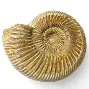 Genuine Jurassic Age Perisphinctes Ammonite Fossil for Sale from Madagascaar #14