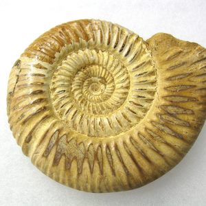 Genuine Jurassic Age Perisphinctes Ammonite Fossil for Sale from Madagascaar #15