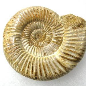 Genuine Jurassic Age Perisphinctes Ammonite Fossil for Sale from Madagascaar #17