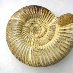 Genuine Jurassic Age Perisphinctes Ammonite Fossil for Sale from Madagascaar #18