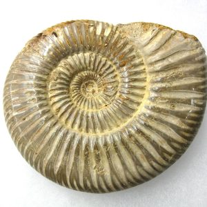 Genuine Jurassic Age Perisphinctes Ammonite Fossil for Sale from Madagascaar #19