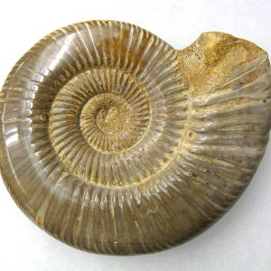 Genuine Jurassic Age Perisphinctes Ammonite Fossil for Sale from Madagascaar #20