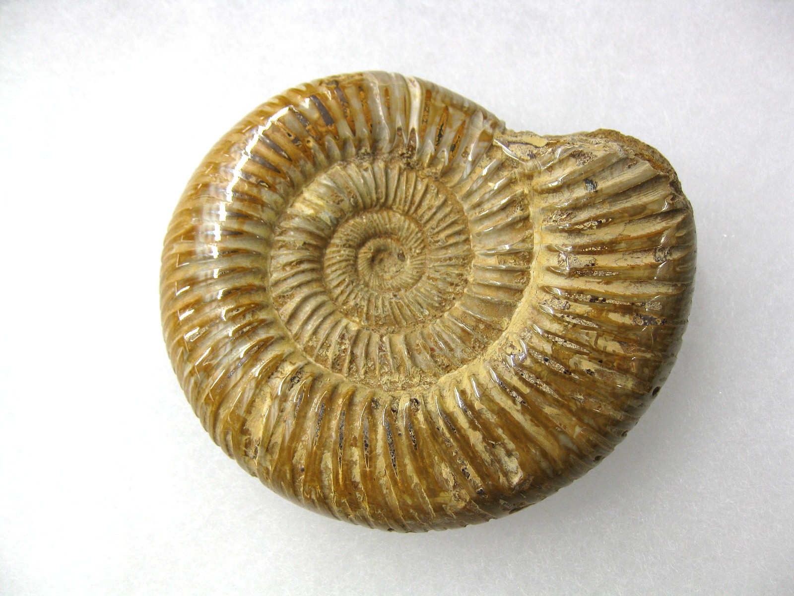 Polished Perisphinctes Ammonite #5 – Madagascar | Fossils For Sale