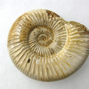 Genuine Jurassic Age Perisphinctes Ammonite Fossil for Sale from Madagascaar #6