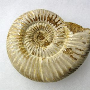 Genuine Jurassic Age Perisphinctes Ammonite Fossil for Sale from Madagascaar #8