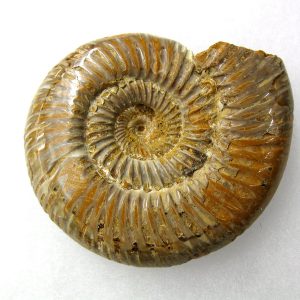 Genuine Jurassic Age Perisphinctes Ammonite Fossil for Sale from Madagascaar #9