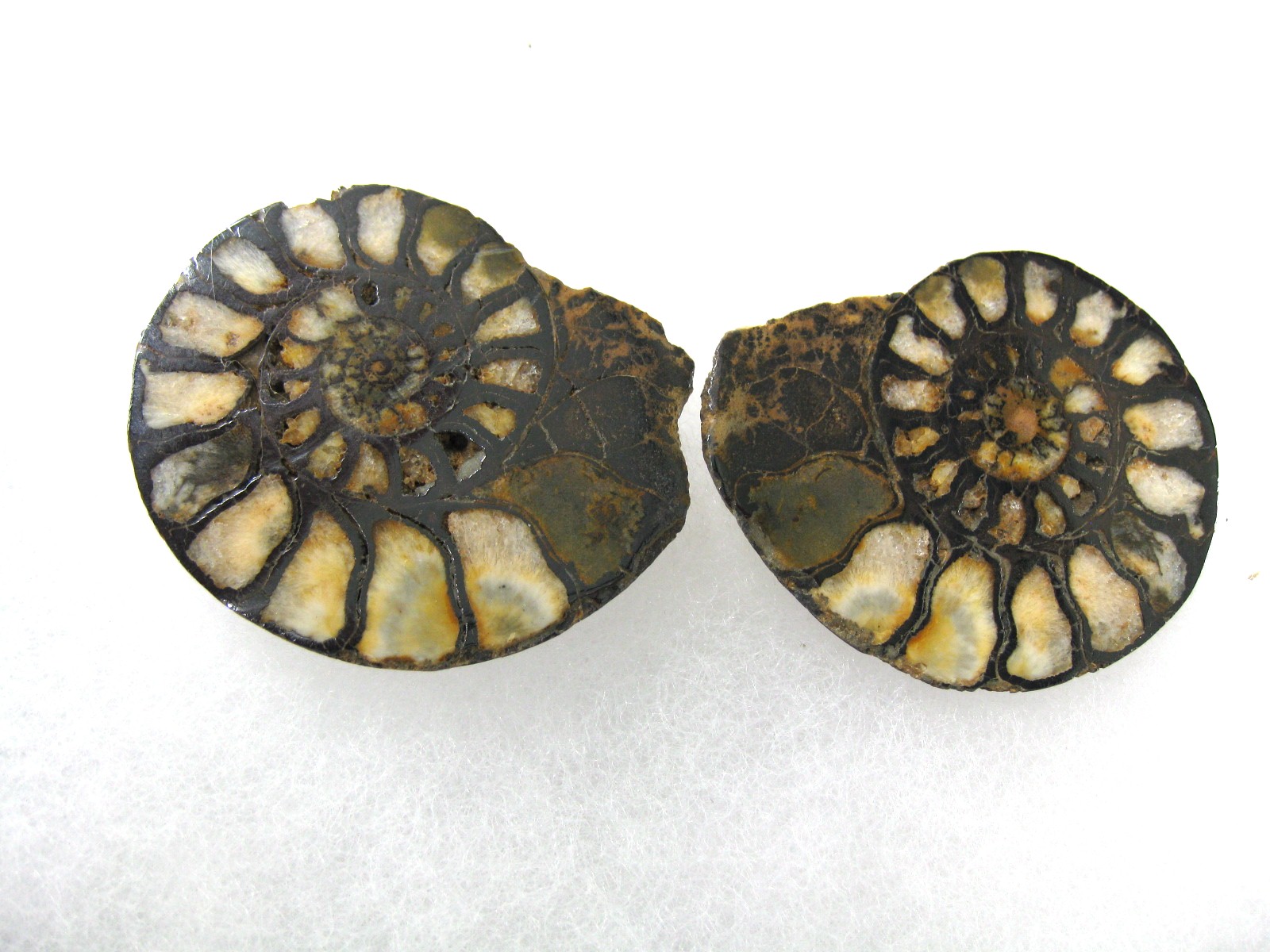 morocco-jurassic-hematite-ammonite-43.jpg | Fossils for Sale