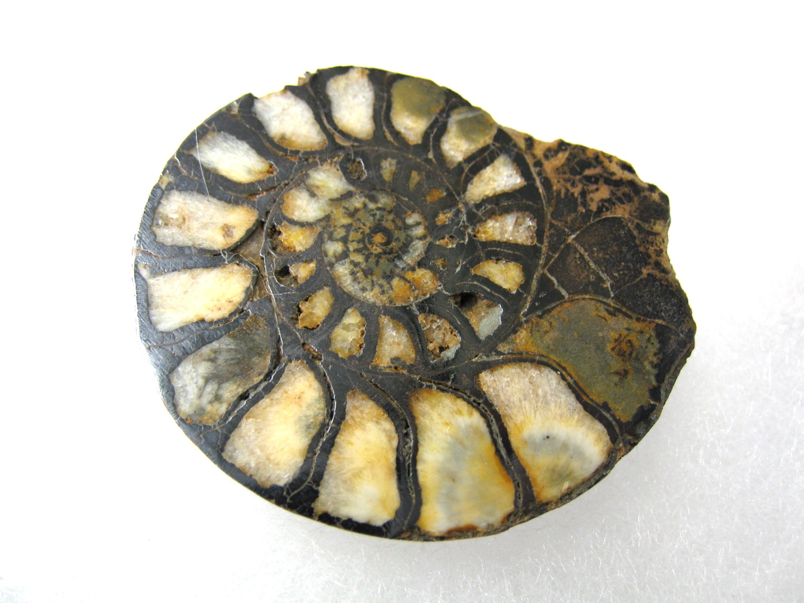 morocco-jurassic-hematite-ammonite-43a.jpg | Fossils for Sale