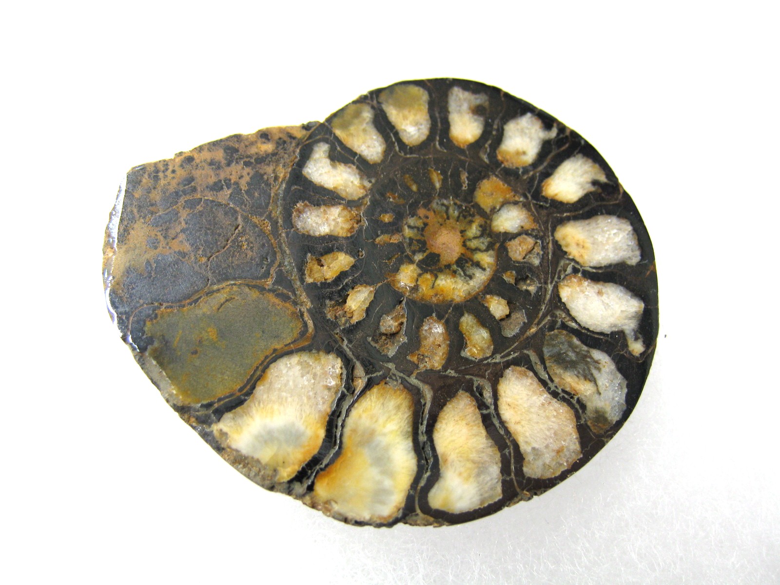 morocco-jurassic-hematite-ammonite-43b.jpg | Fossils for Sale
