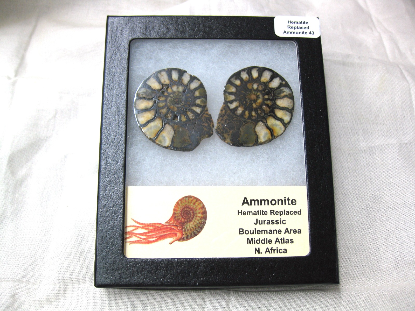 morocco-jurassic-hematite-ammonite-43c.jpg | Fossils for Sale