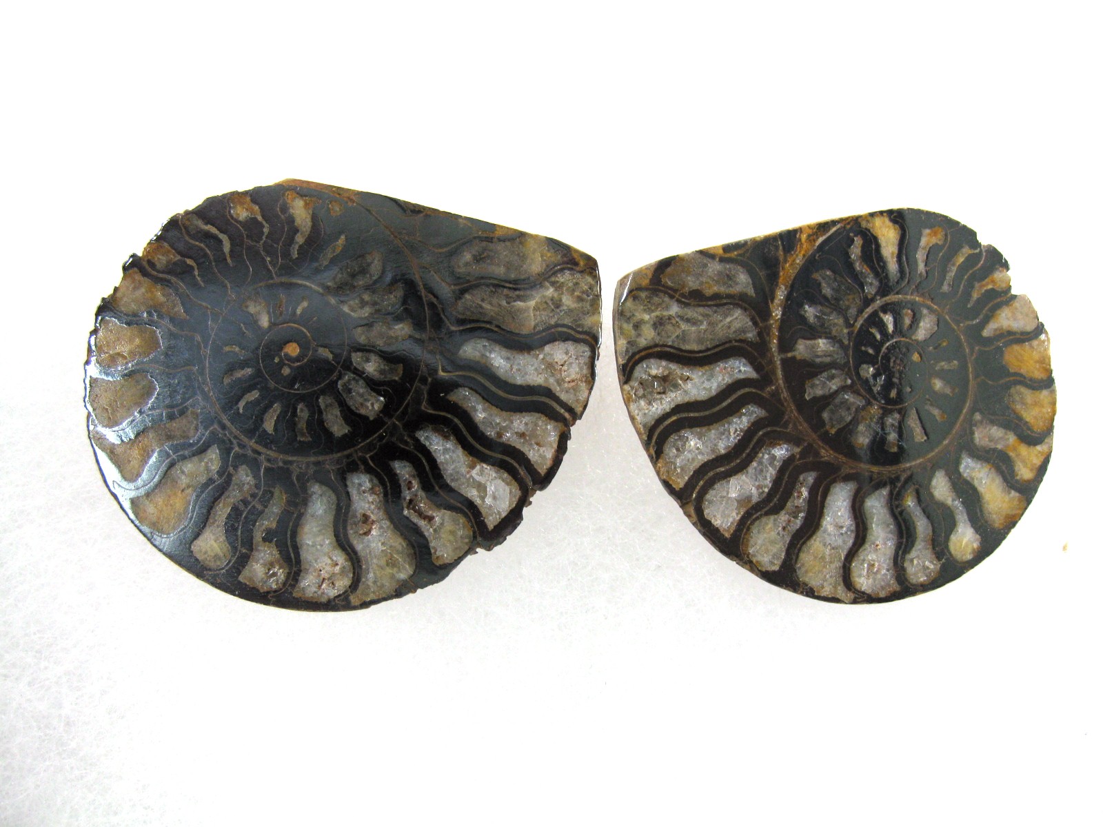 morocco-jurassic-hematite-ammonite-44.jpg | Fossils for Sale