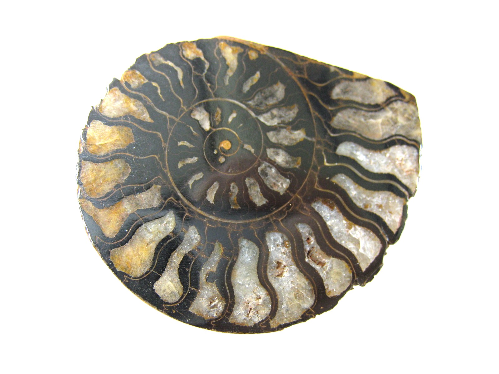morocco-jurassic-hematite-ammonite-44a.jpg | Fossils for Sale