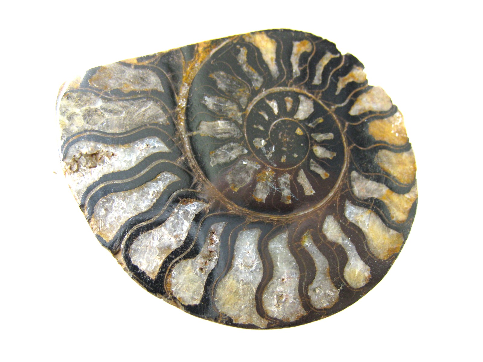 morocco-jurassic-hematite-ammonite-44b.jpg | Fossils for Sale