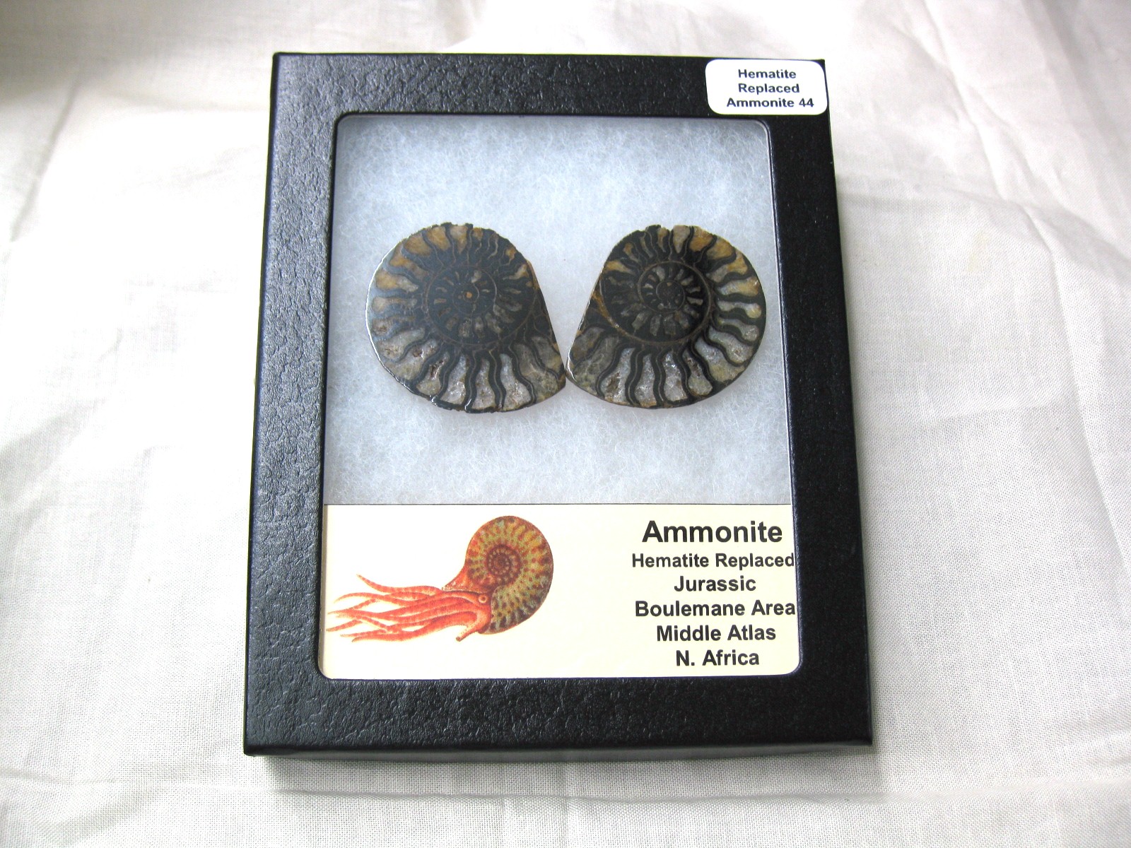 morocco-jurassic-hematite-ammonite-44c.jpg | Fossils for Sale