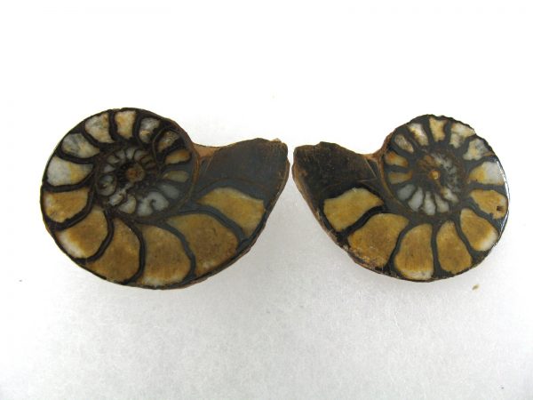 Hematite Replaced Ammonite #45 - Morocco - Image 2