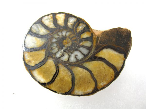 Hematite Replaced Ammonite #45 - Morocco - Image 4