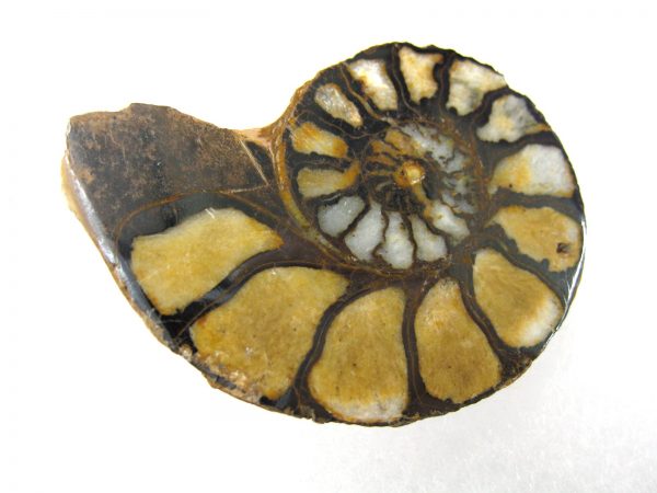 Hematite Replaced Ammonite #45 - Morocco - Image 3