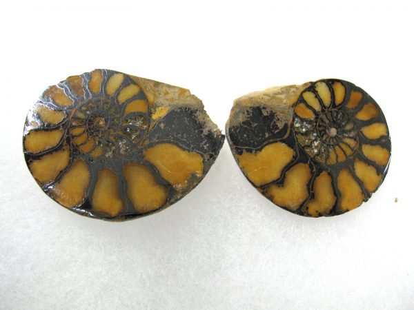 Hematite Replaced Ammonite #46 - Morocco - Image 2