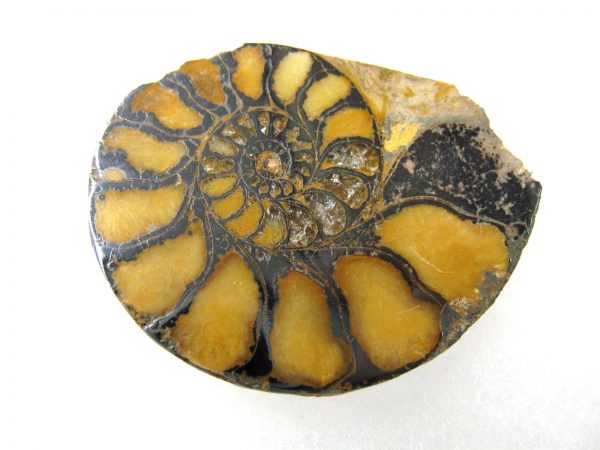 Hematite Replaced Ammonite #46 - Morocco - Image 4
