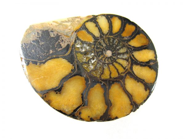 Hematite Replaced Ammonite #46 - Morocco - Image 3