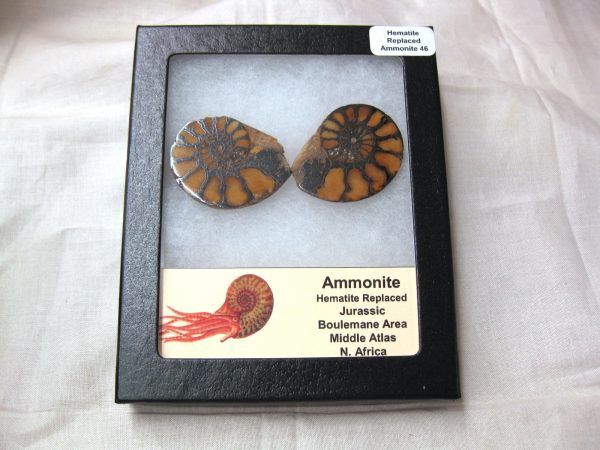 Hematite Replaced Ammonite #46 - Morocco