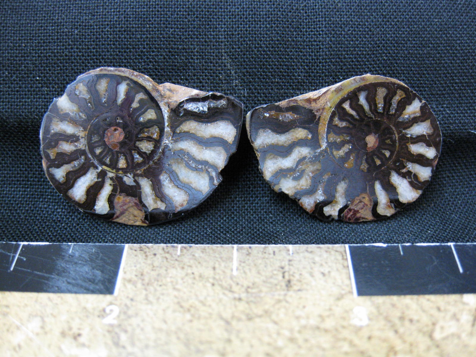 morocco-jurassic-hematite-replaced-ammonite-19.jpg | Fossils for Sale
