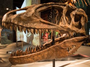 Carcharodontosaurus Dinosaur Tooth